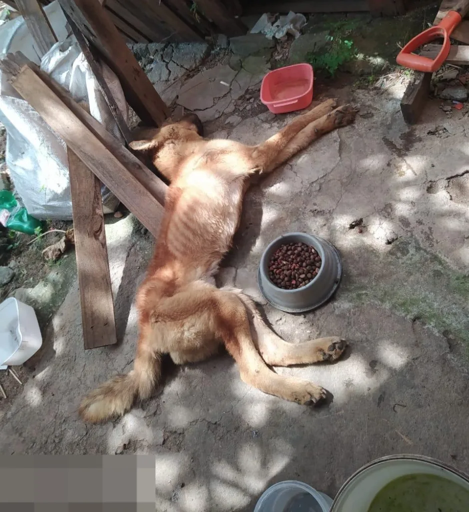 cão animal cachorro maus-tratos a animais