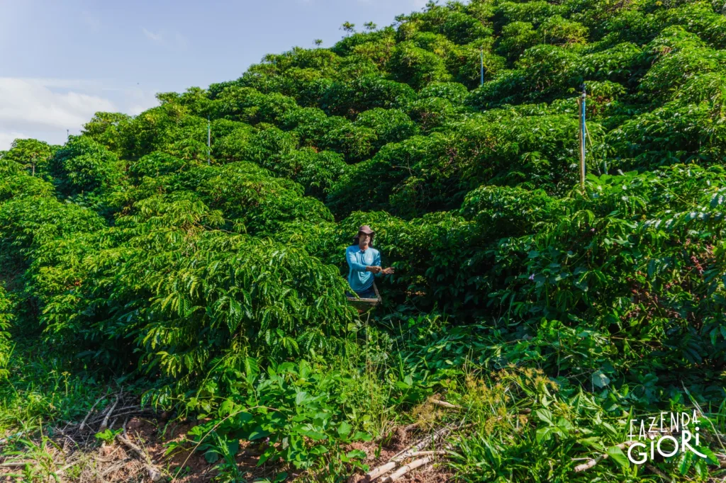 Plantação de café da Fazenda Giori
