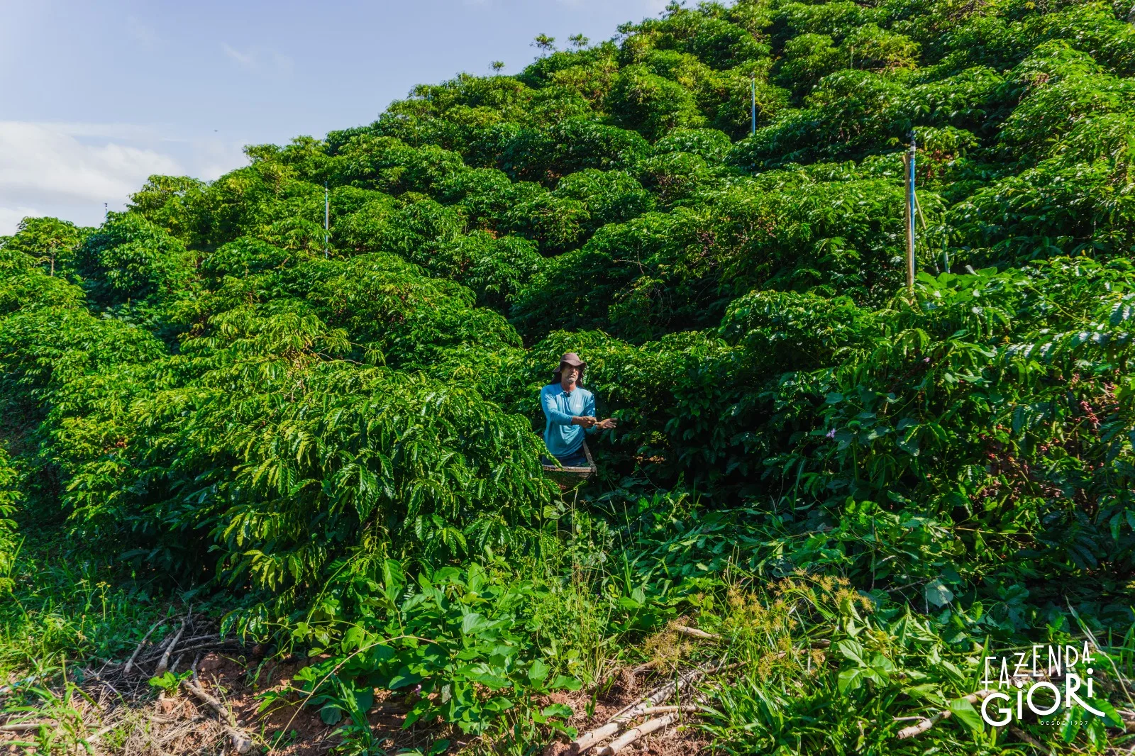 Plantação de café da Fazenda Giori
