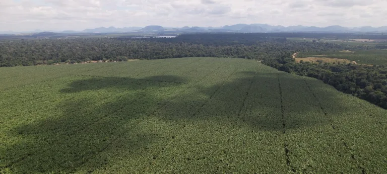 Práticas regenerativas transformam manejo agrícola e fortalecem lavouras