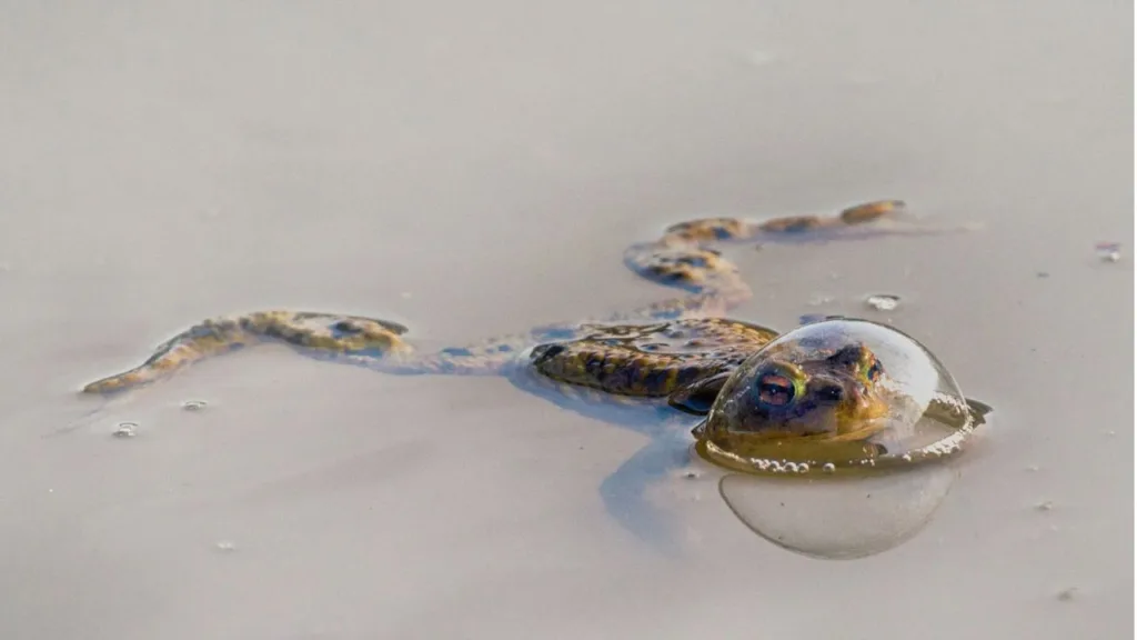 Nikon Comedy Wildlife Award
