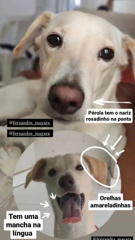 pérola