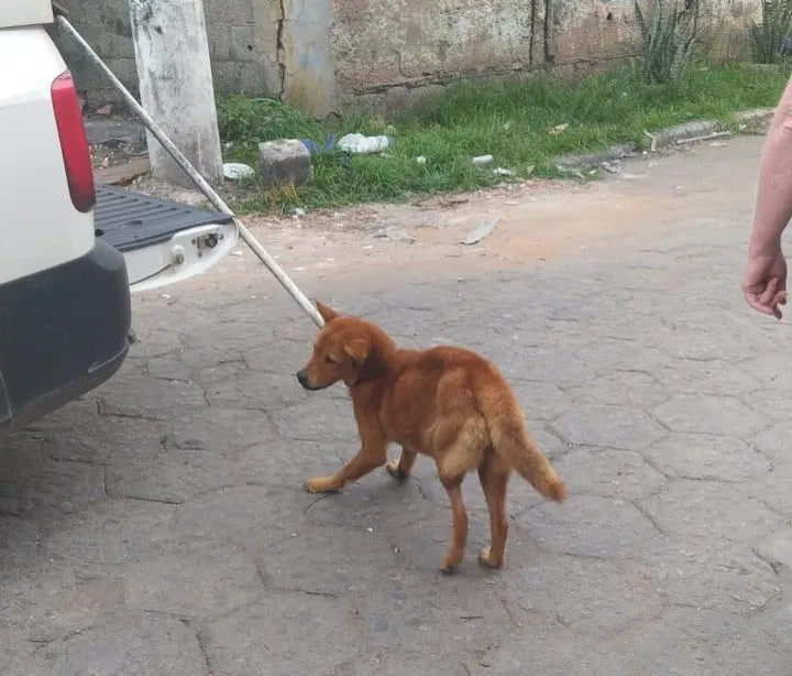 cão animal cachorro maus-tratos a animais