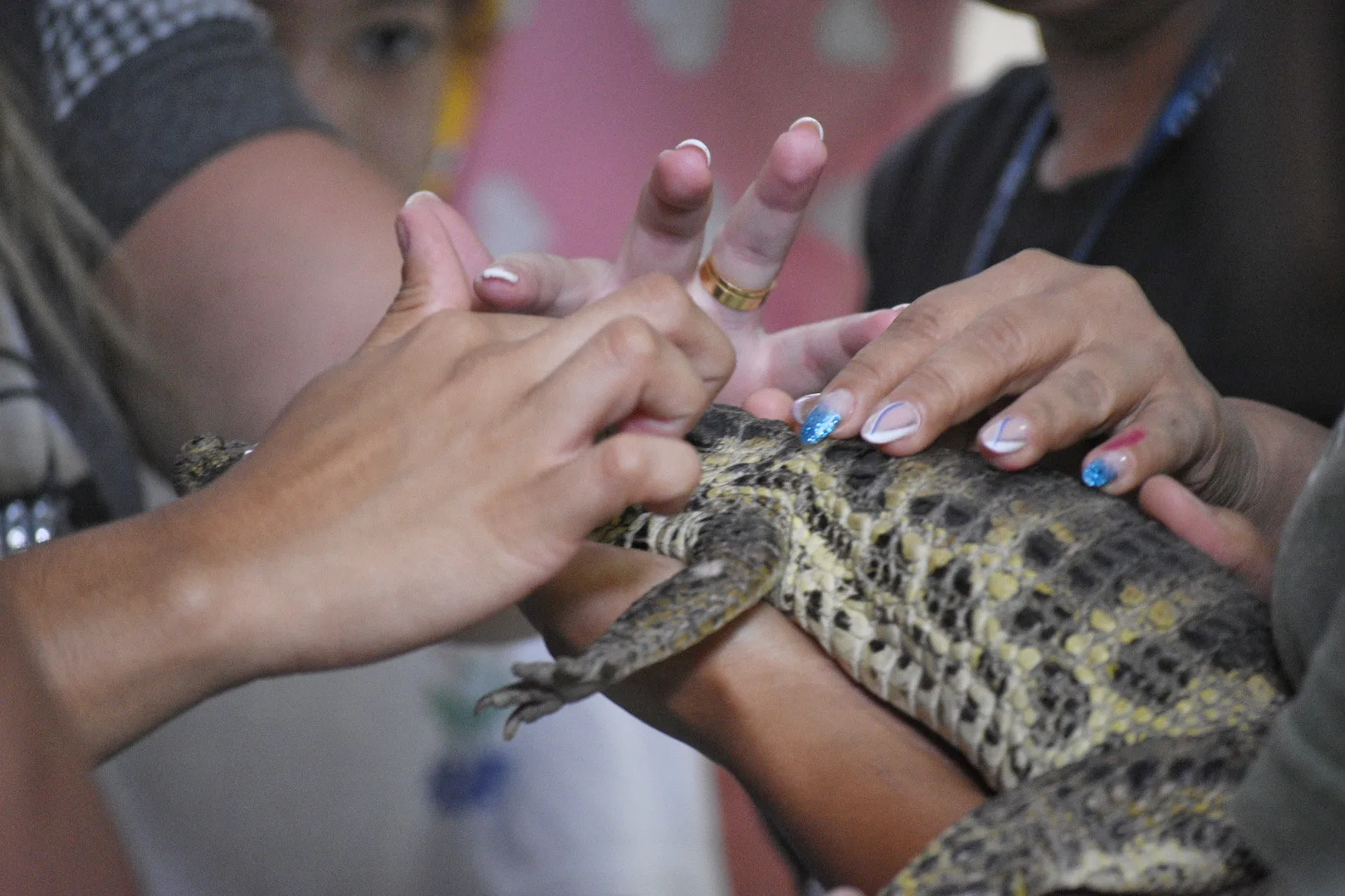 Projeto Caiman - Apae da Serra