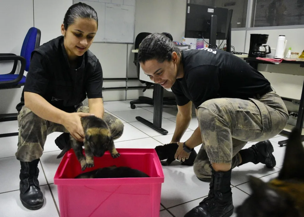 Filhotes de cães policial