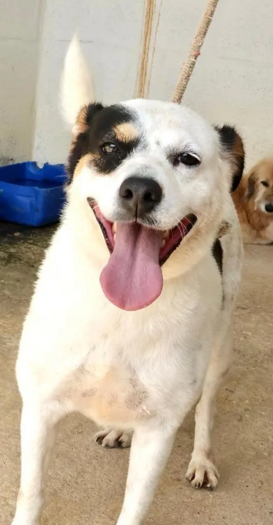 feira pet