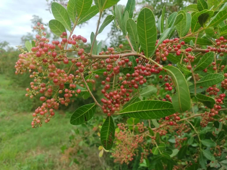 Com selo de origem e destaque internacional, pimenta-rosa ganha festival no Espírito Santo Com selo de origem e destaque internacional, pimenta-rosa ganha festival no Espírito Santo