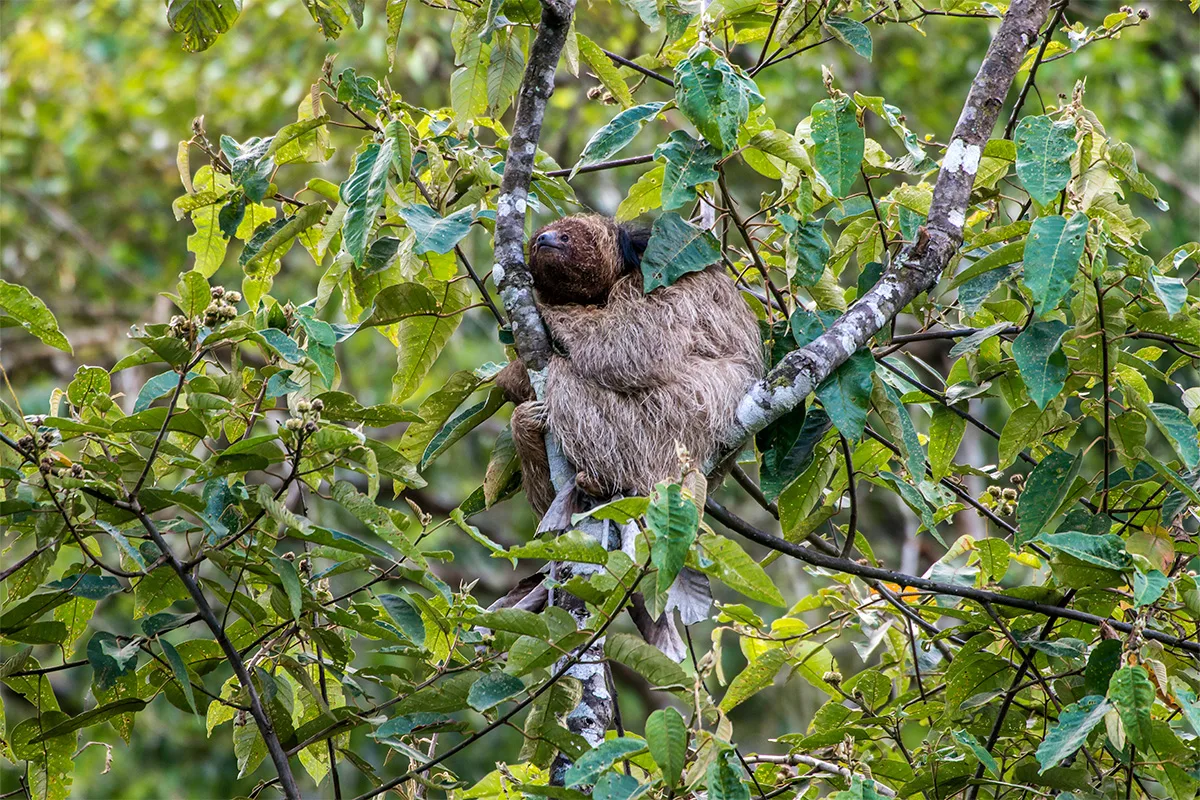 Reserva Águia Branca