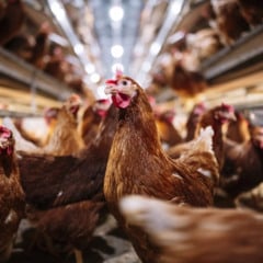 Espírito Santo reforça vigilância contra a gripe aviária