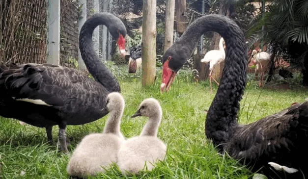 Cisne negro no Zoológico de Goiânia