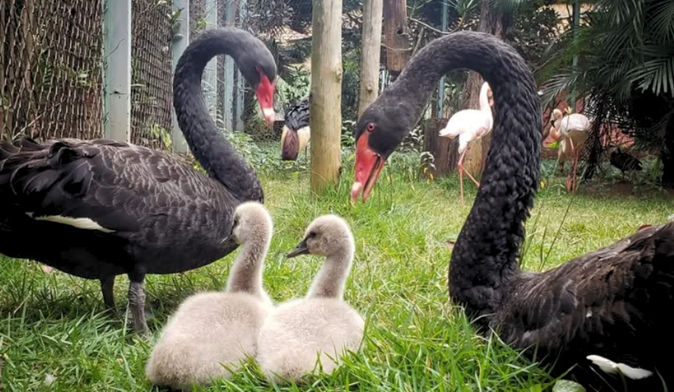 Cisne negro no Zoológico de Goiânia Cisne negro no Zoológico de Goiânia