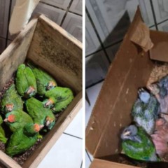 Animais silvestres apreendidos em investigação do MPF