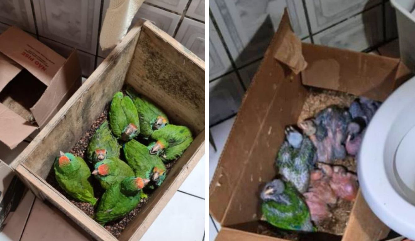 Imagem da matéria