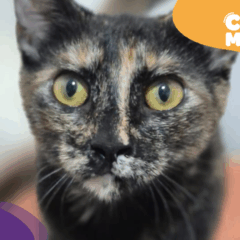 Ariel, gata para adoção. (Foto: arquivo pessoal)