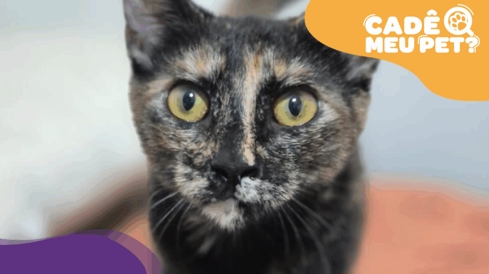Ariel, gata para adoção. (Foto: arquivo pessoal)
