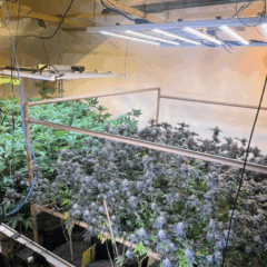 Plantação de maconha na Serra (Divulgação: SESP)