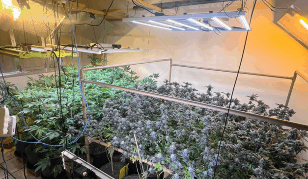 Plantação de maconha na Serra (Divulgação: SESP)