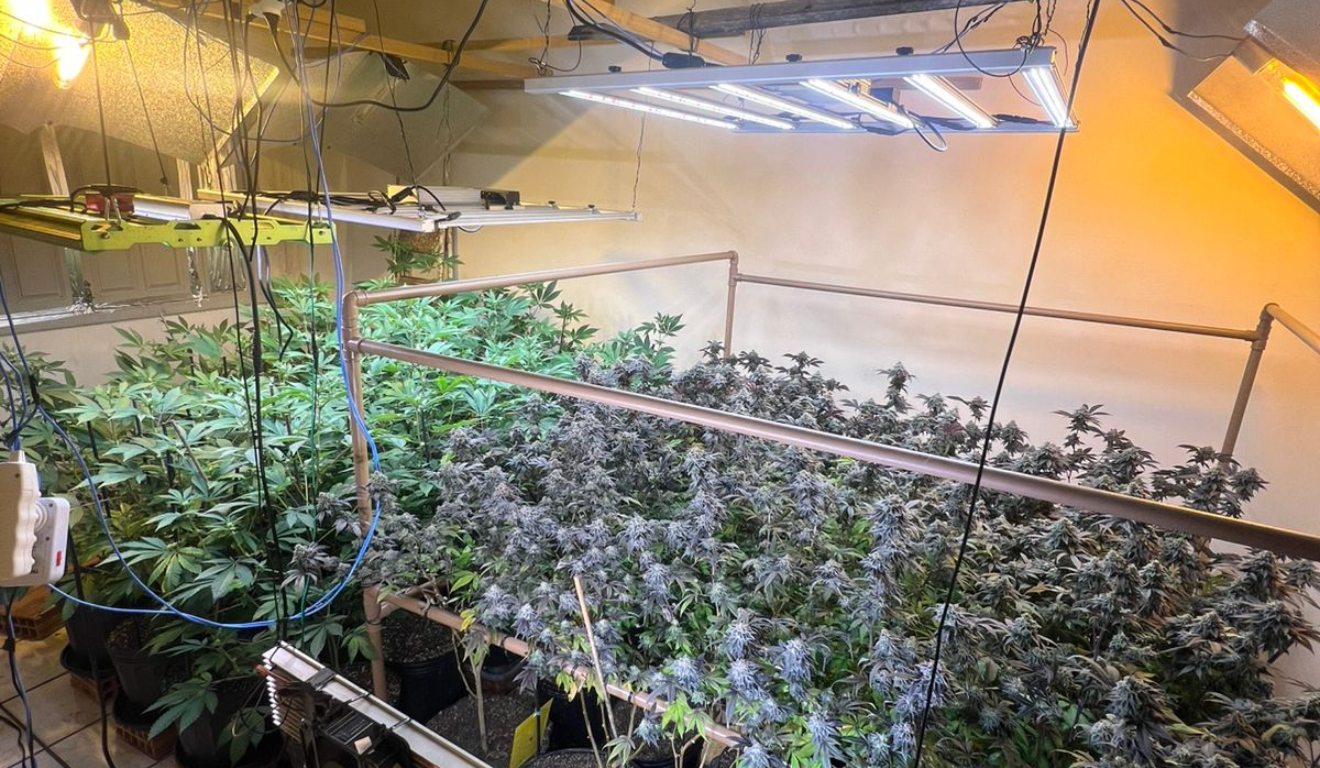 Plantação de maconha na Serra (Divulgação: SESP)