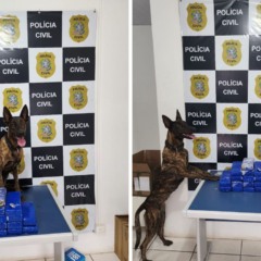 Cadela farejadora Athena. Foto: Sesp/Divulgação