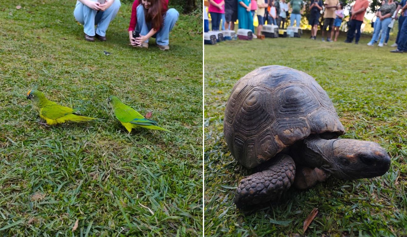 Aves e jabutis foram reabilitados e soltos no Caparaó. Foto: Divulgação/Iema