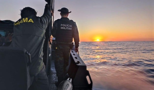 Baleias-jubarte são vistas durante patrulhamento no mar do ES