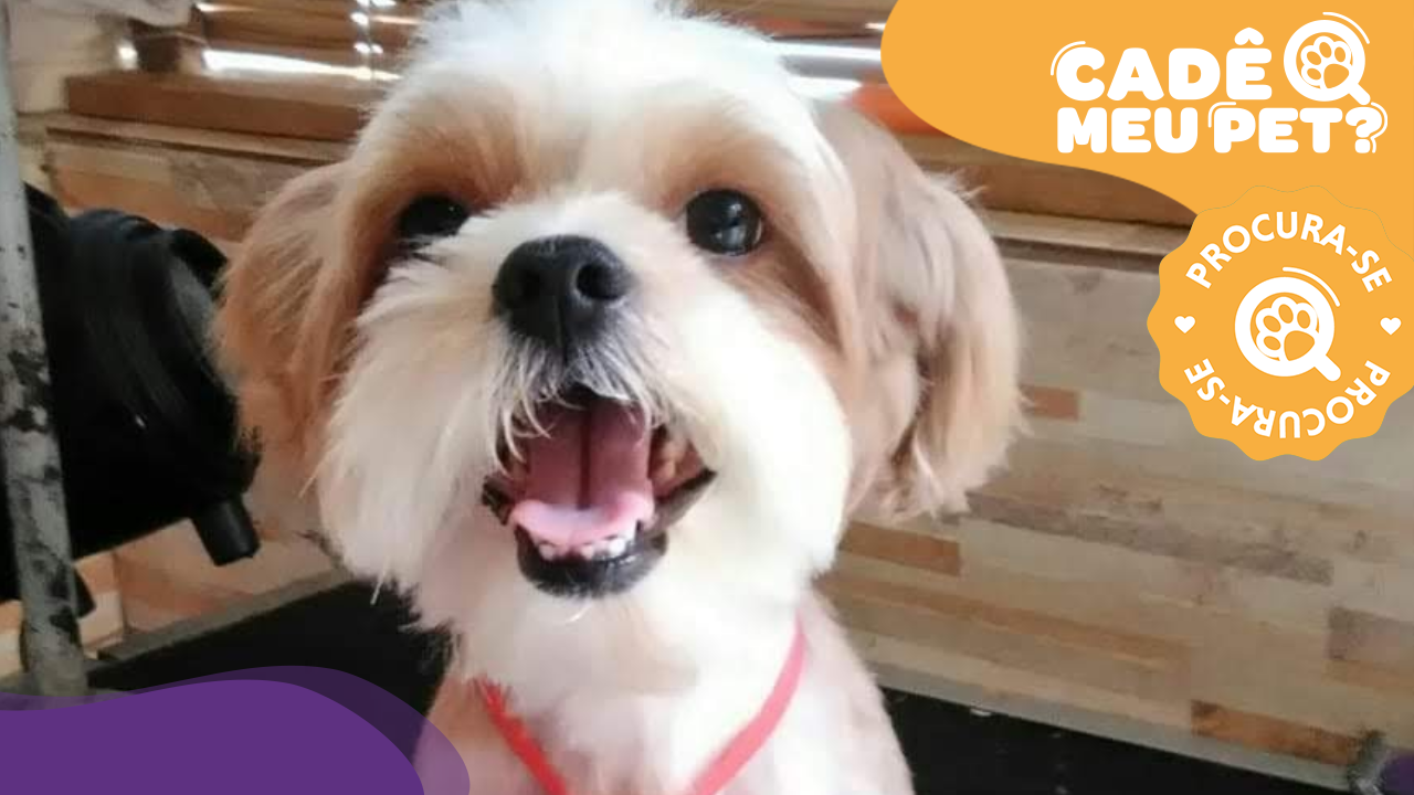 Bob, cão desaparecido. (Foto: arquivo pessoal)