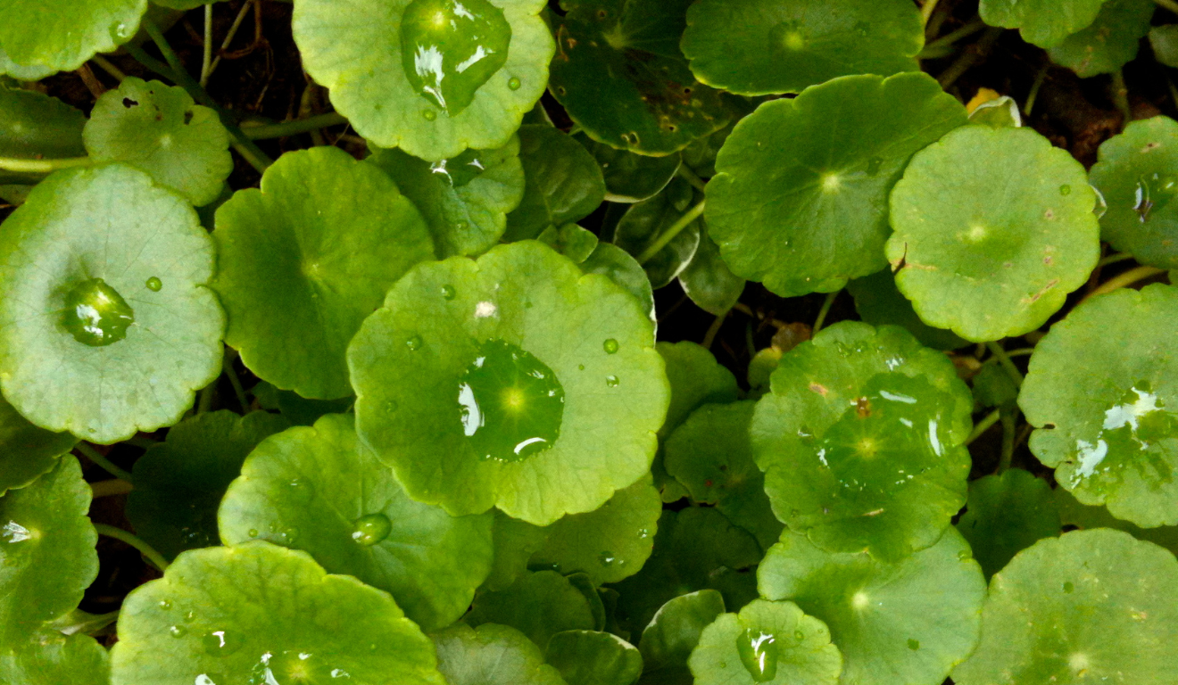 Centella asiática/Reprodução