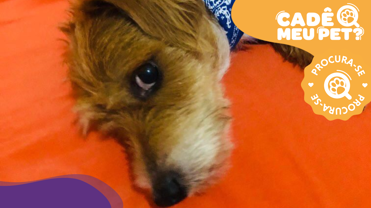 Betoven, cão idoso desaparecido. (Foto: arquivo pessoal)