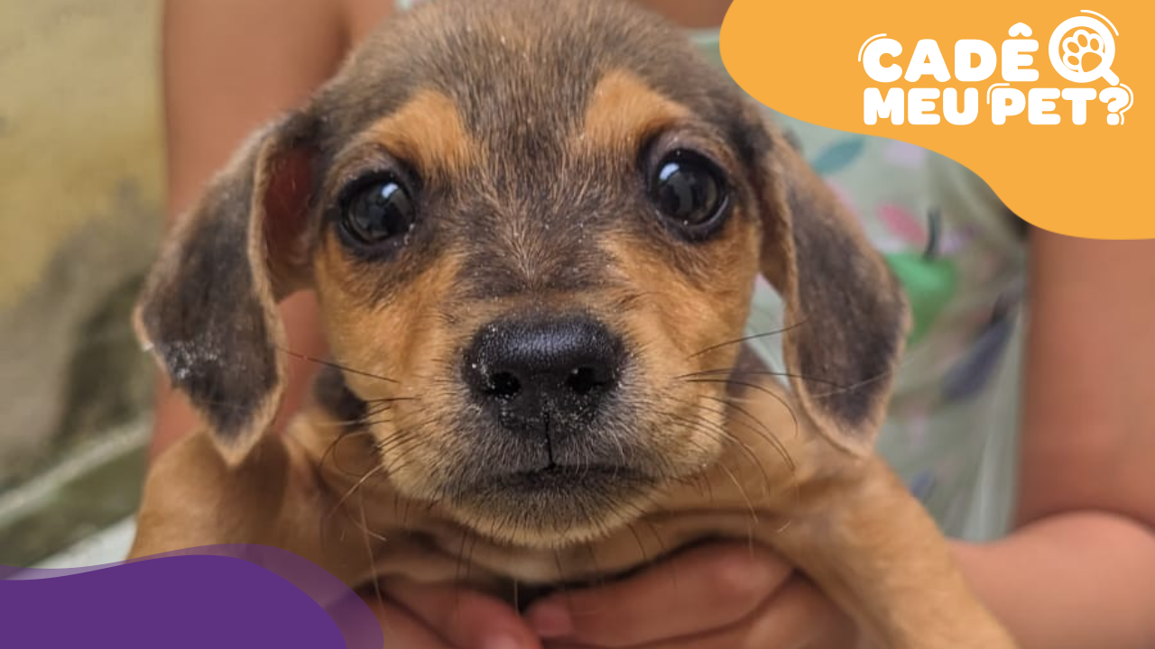 Cão abandonado em Jardim América. (Reprodução: arquivo pessoal)