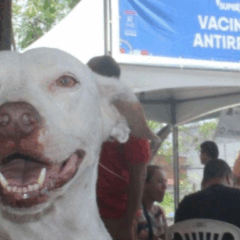 Cão em campanha de vacinação