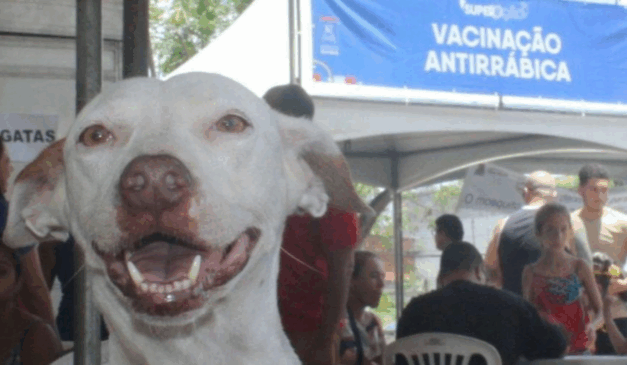 Cão em campanha de vacinação