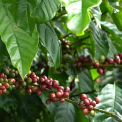 Pesquisa vai avaliar potencial do café conilon em regiões de altitude e com baixas temperaturas no Espírito Santo