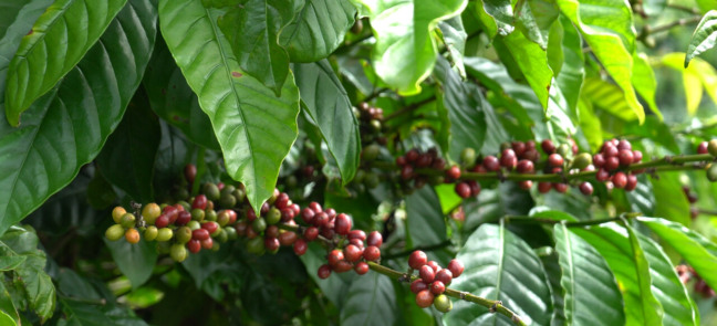 Pesquisa vai avaliar potencial do café conilon em regiões de altitude e com baixas temperaturas no Espírito Santo
