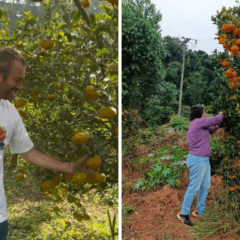 Colhe e pague de tangerinas