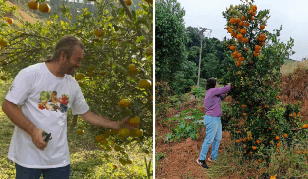 Colhe e pague de tangerinas