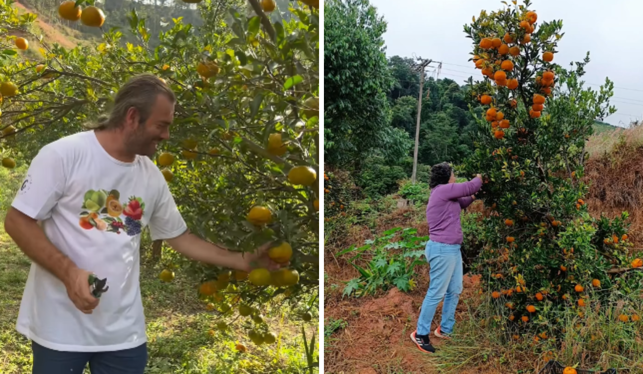Colhe e pague de tangerinas