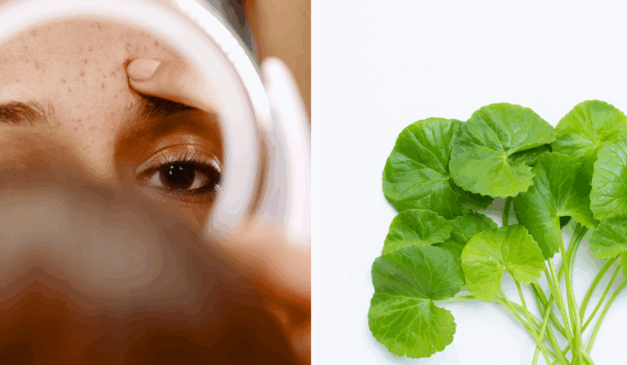 Planta ajuda a reduzir as olheiras e rugas da pele/Reprodução