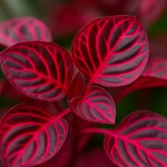 Coração-magoado 6 macetes para realçar a cor intensa da planta no seu jardim