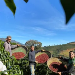 Colheita de café arábica no Espírito Santo pode ter safra menor, mas com qualidade superior em 2025