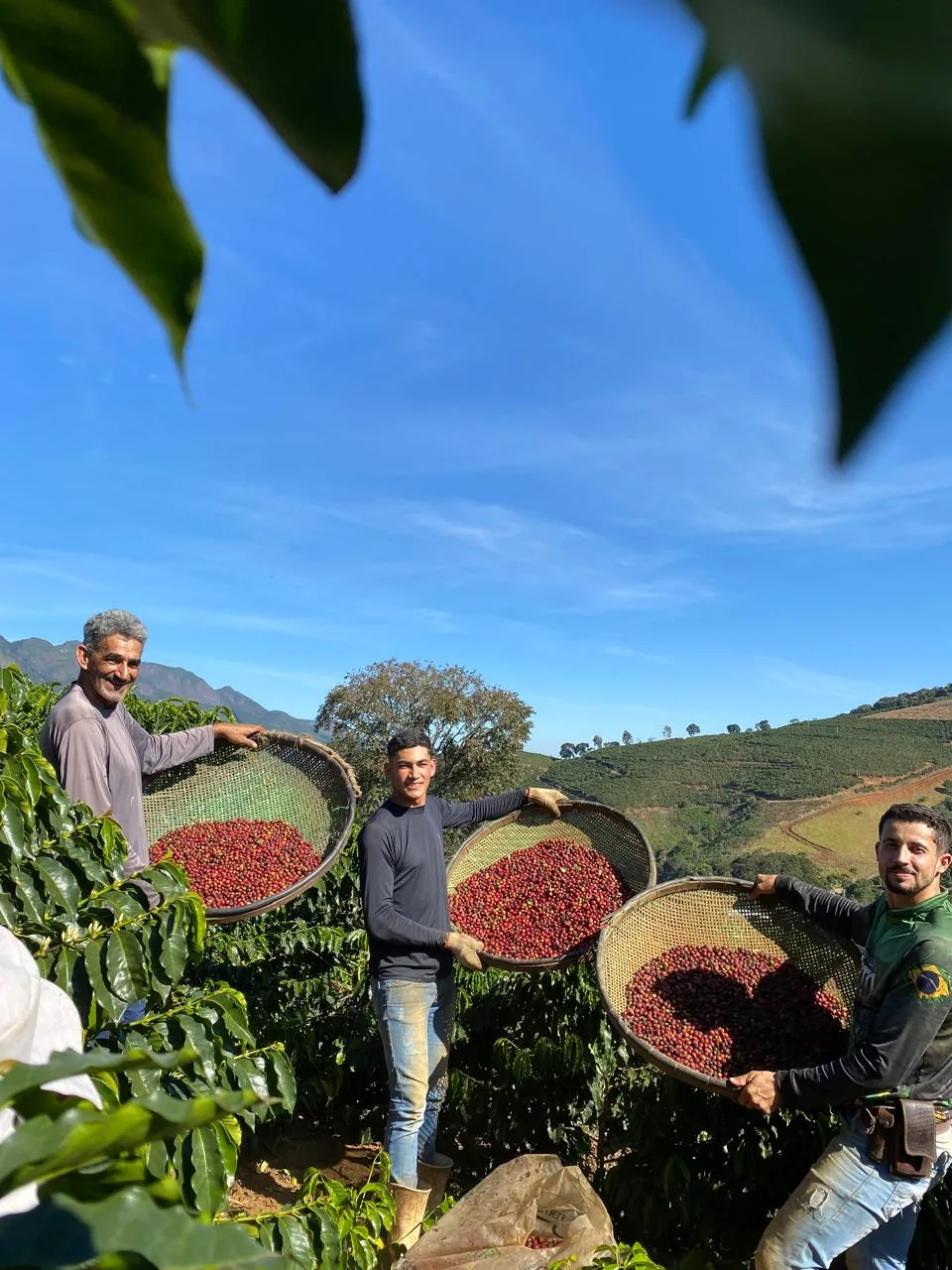 Colheita de café arábica no Espírito Santo pode ter safra menor, mas com qualidade superior em 2025