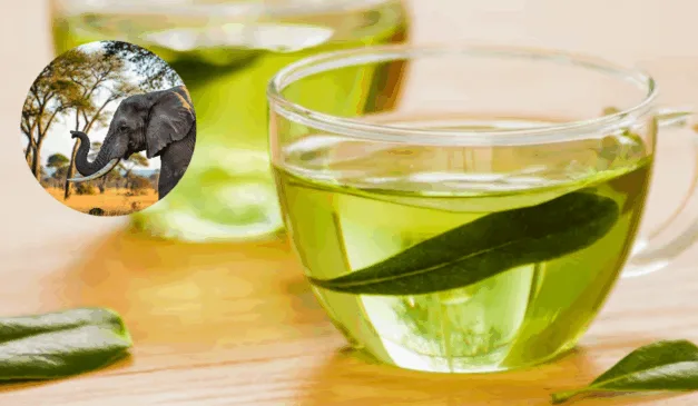 Chá verde é bom para a memória (Foto: Freepik)
