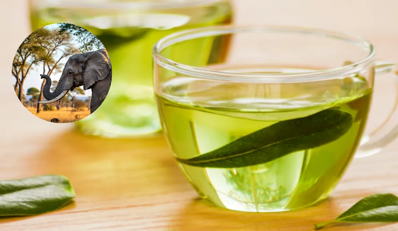 Chá verde é bom para a memória (Foto: Freepik)