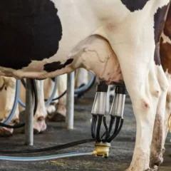 Espírito Santo tem meta de dobrar produção de leite até 2032