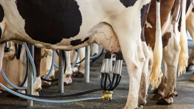 Espírito Santo tem meta de dobrar produção de leite até 2032