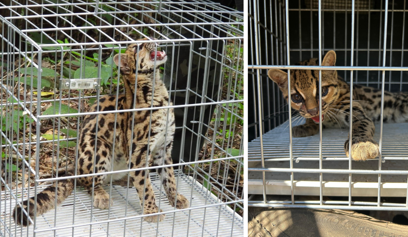 Gato-maracajá resgatado em Mimoso do Sul