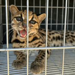 Gato-maracajá resgatado em Mimoso do Sul