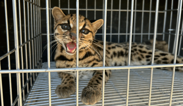 Gato-maracajá resgatado em Mimoso do Sul