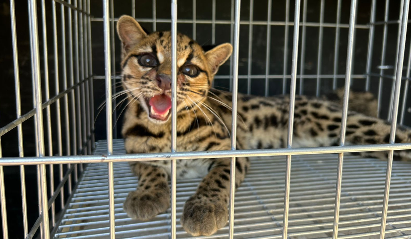 Gato-maracajá resgatado em Mimoso do Sul