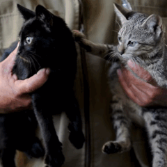 Gatos