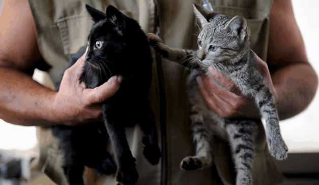 Gatos